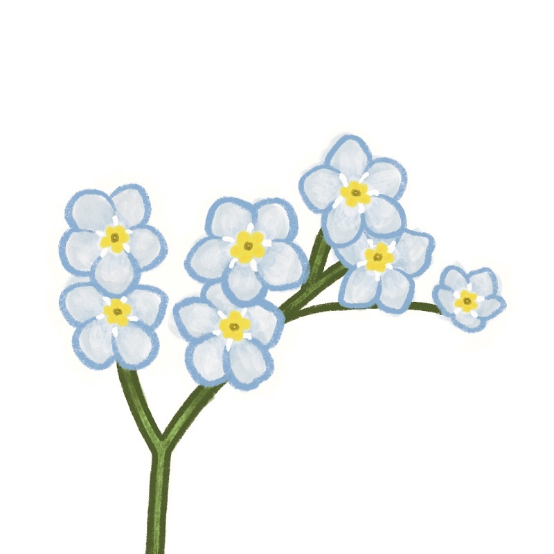 illustration-of-a-forget-me-not