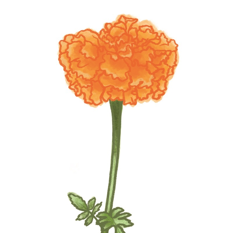 illustration-of-a-marigold