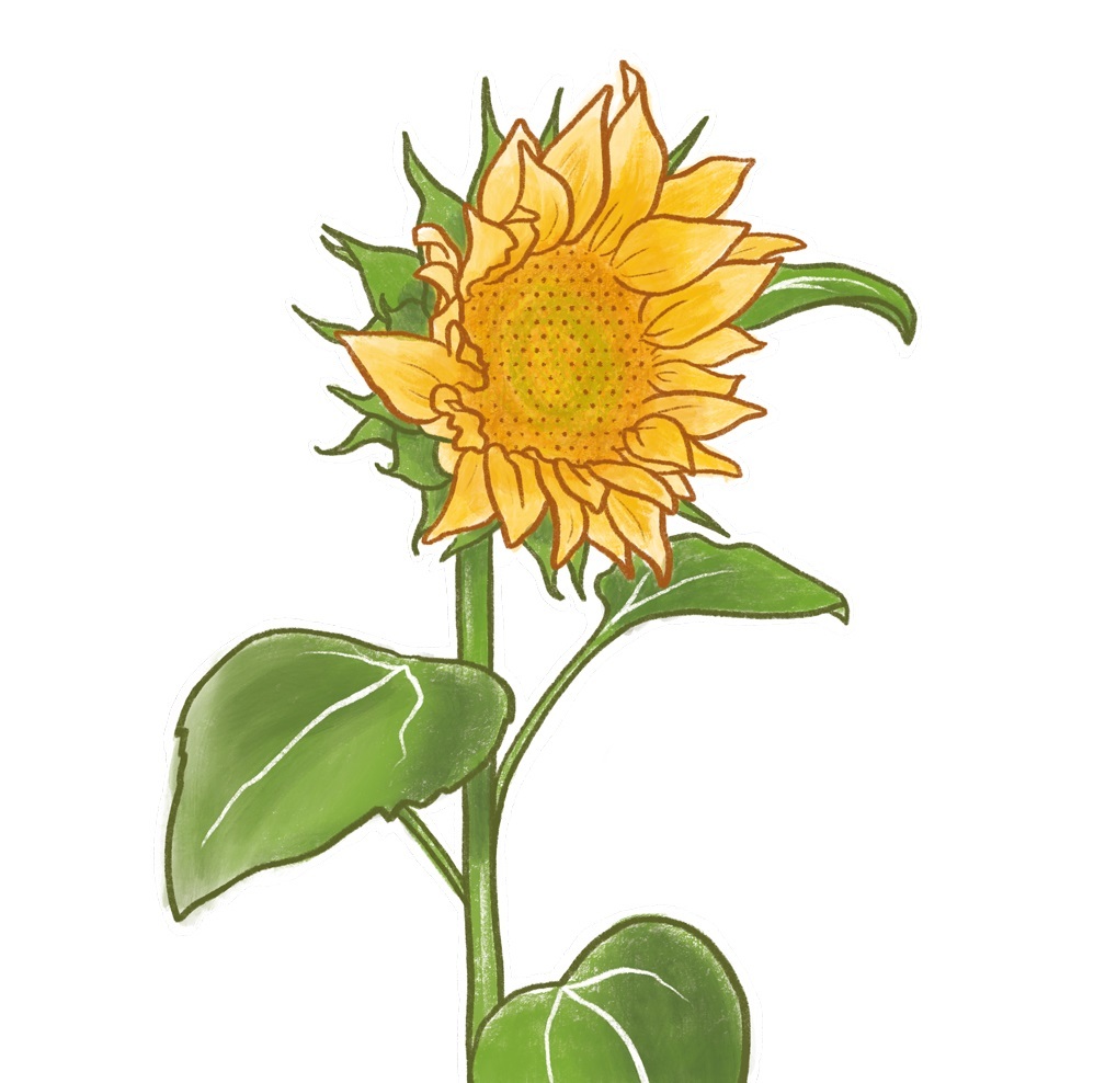 illustration-of-a-sunflower