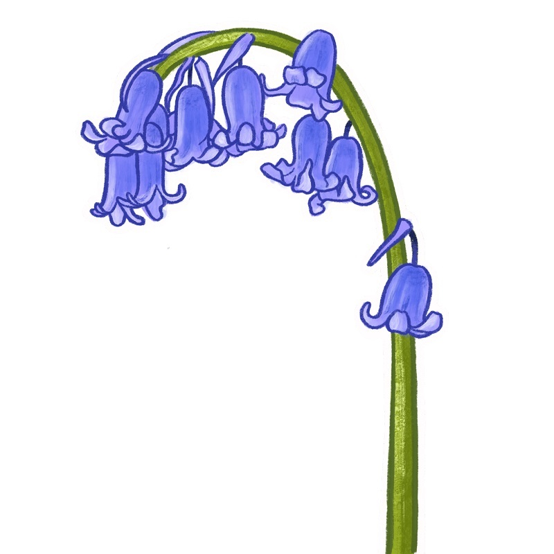 illustration-of-a-bluebell