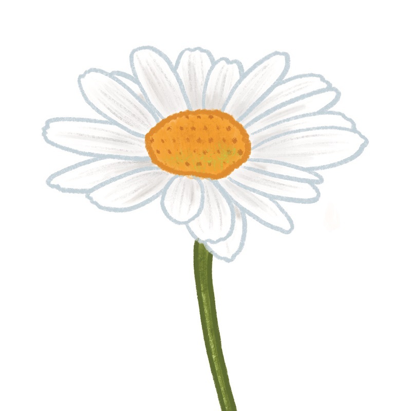 illustration-of-a-daisy