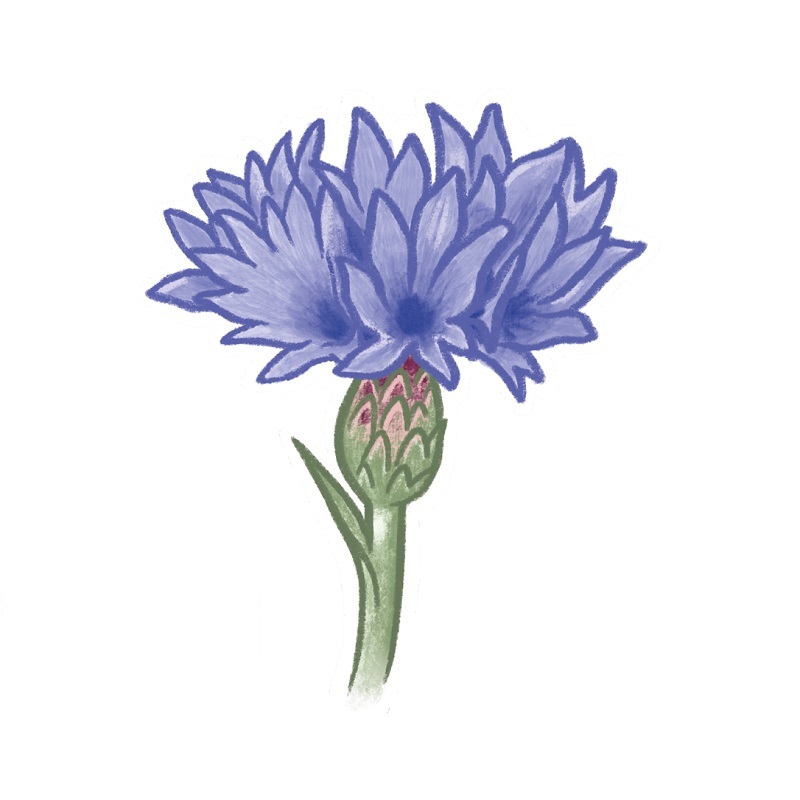 illustration-of-a-cornflower