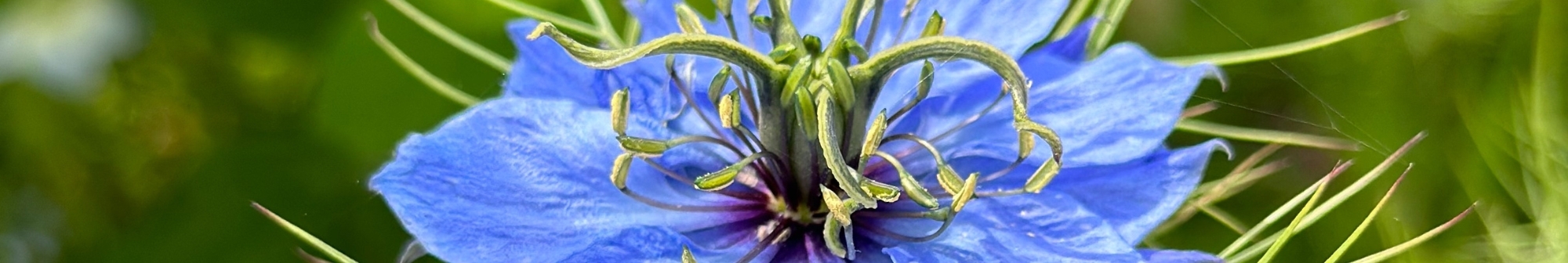 close-up-of-a-blue-nigella-love-in-a-mist-flower