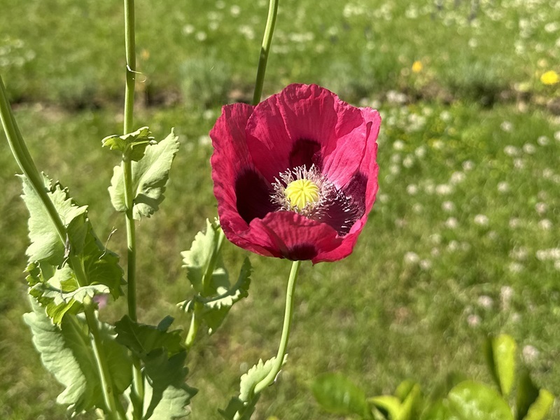 close-up-of-a-poppy-in-the-hospice-gardens