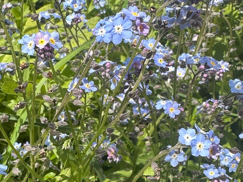 forget-me-nots-scattered-in-the-hospice-gardens