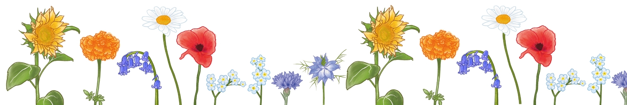 illustrations-of-an-array-of-wildflowers