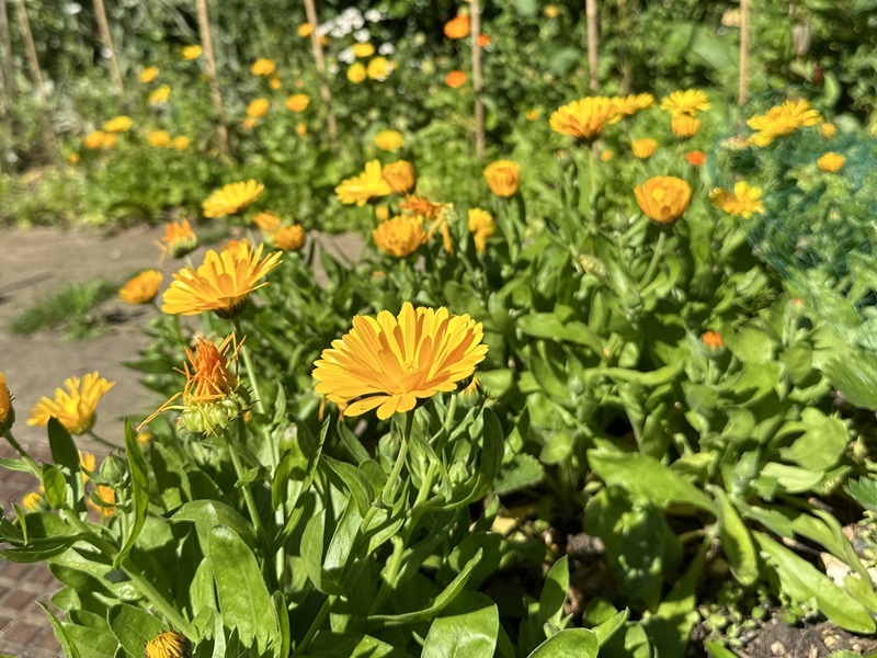 marigolds-lining-the-path-in-the-hospice-gardens