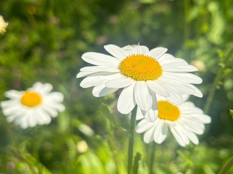 tall-daisies-growing-in-the-hospice-gardens