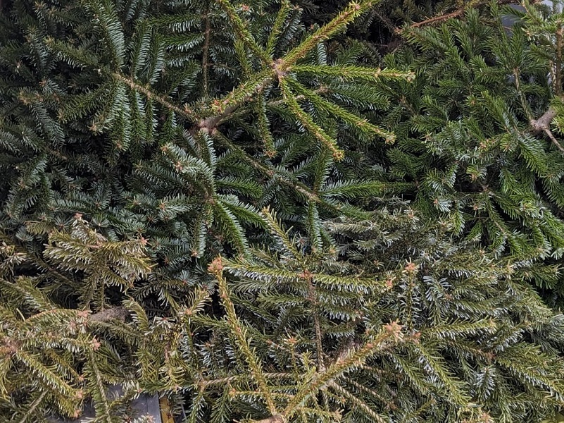 volunteers-collected-and-shredded-more-than-1000-christmas-trees