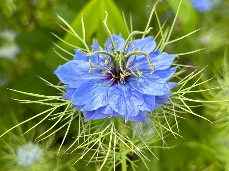 close-up-of-nigella-flower-in-the-hospice-gardens