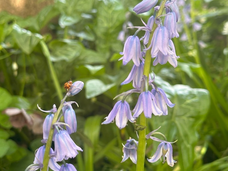 a-ladybug-on-bluebells-in-the-hospice-gardens