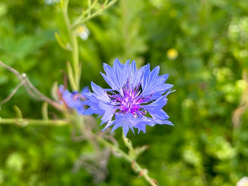 a-blue-cornflower-in-the-hospice-gardens