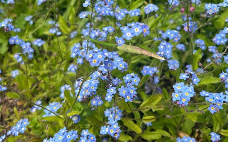 forget-me-nots-in-our-hospice-gardens